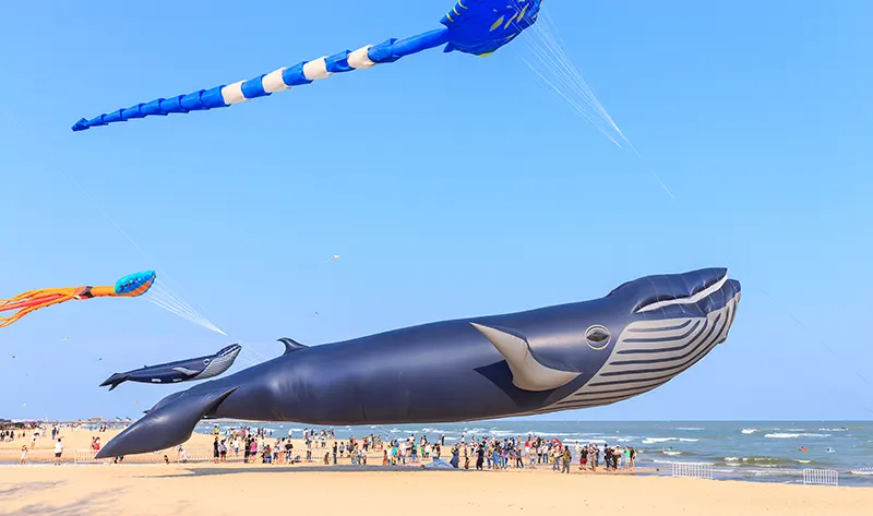 Festival des Baleines